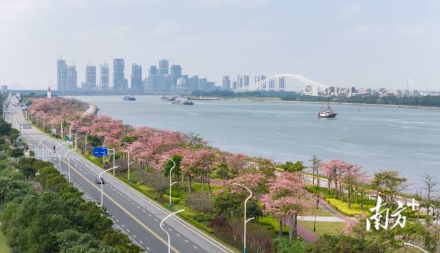“粉色”季节限定!横琴迎来花开浪漫时