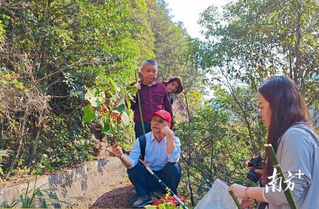 省林科院专家到连州开展野生山桐子实地调研。