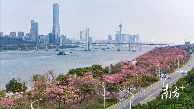 “粉色”季节限定！横琴迎来花开浪漫时