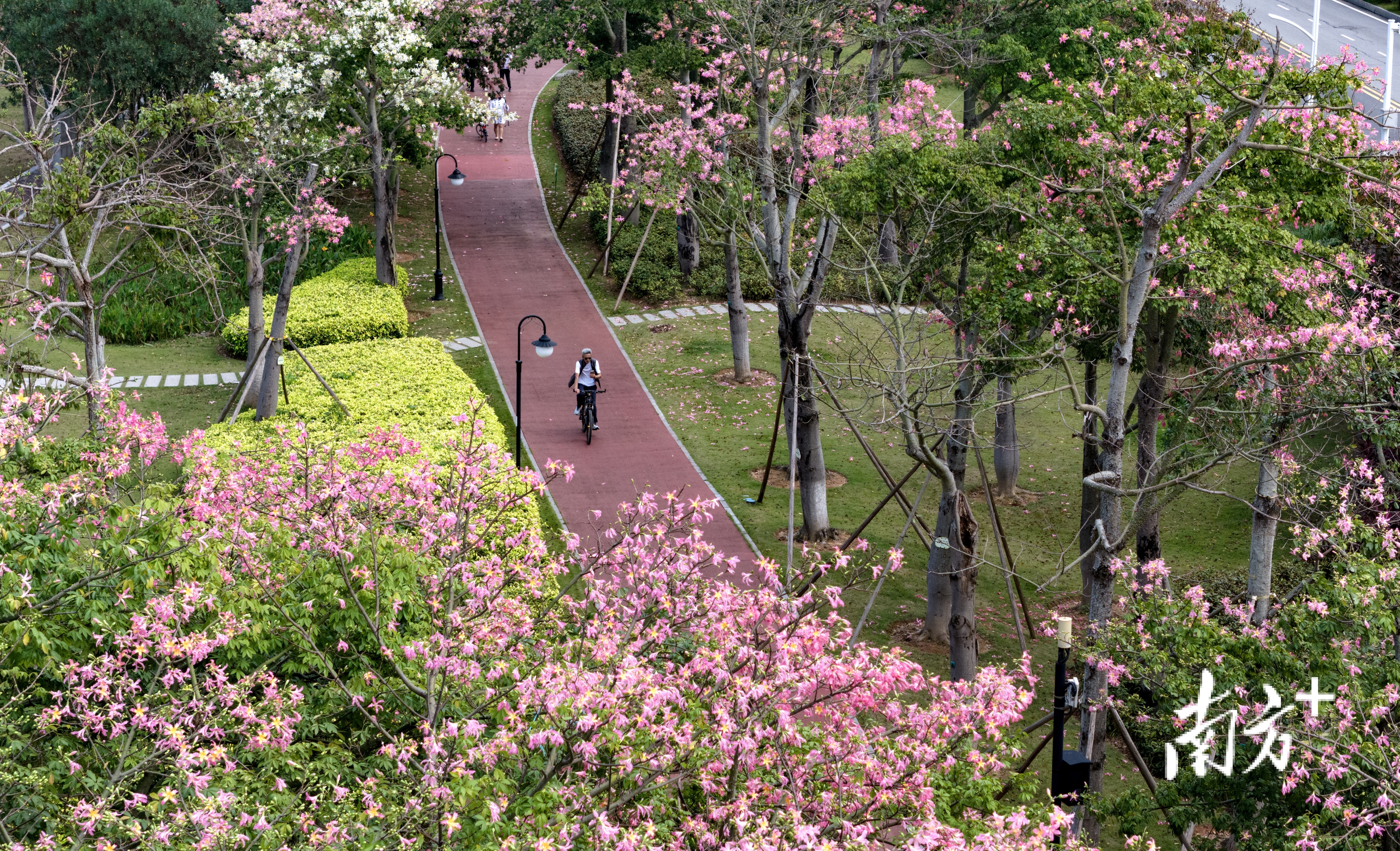骑车在花海中穿行，十分惬意。 