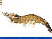 再添3个国家水产新品种，海大集团种业创新跑出“加速度” | 水产有种