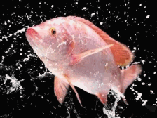 “花都鱼苗”全球走俏，彩虹鲷游上冬奥会餐桌，名扬海内外 | 广东“种” 全国养