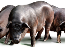 12月11-13日，壹号食品邀您到广州品鉴优质猪肉