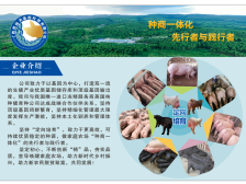 11月29日截止报名！广西胜扬天邀您参与2024中国种猪精液大赛