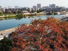 来稿 | 侨乡·善治③鮀江蓬洲古村：以智库赋能善治，开辟侨村文旅融合新路