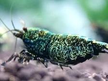 百鱼争艳！首届广州“南沙杯”国际热带 观赏鱼大赛来了