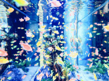 “靓”点多多！一大波漂亮观赏鱼即将游向第五届水产种业博览会 | 水产有种