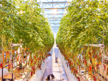 水稻上楼 金柚生金 智慧养鸽｜探索现代设施农业梅州样本