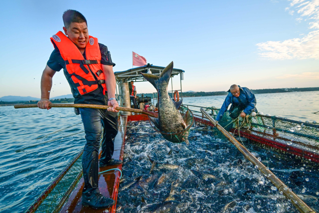 河南省洛阳市嵩县陆浑湖，渔业工人冒着酷暑进行捕捞，湖面一派鱼跃人欢的丰收景象。