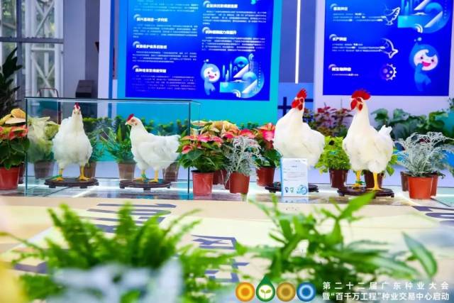 我国自产白羽肉鸡突破性品种“广明2号”