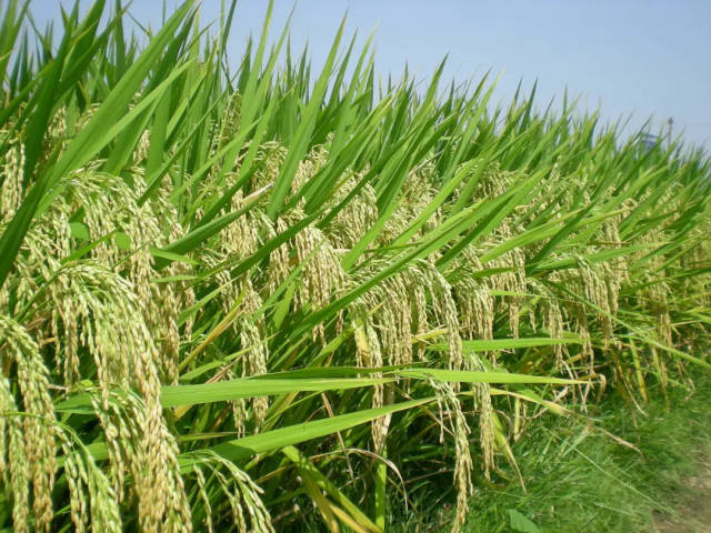 广东育成超级稻“五优308”