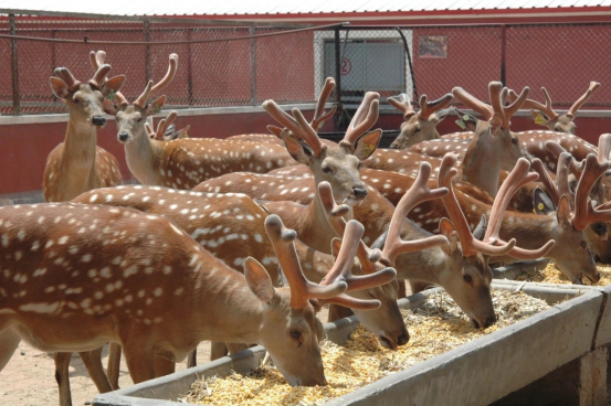 吉林梅花鹿。