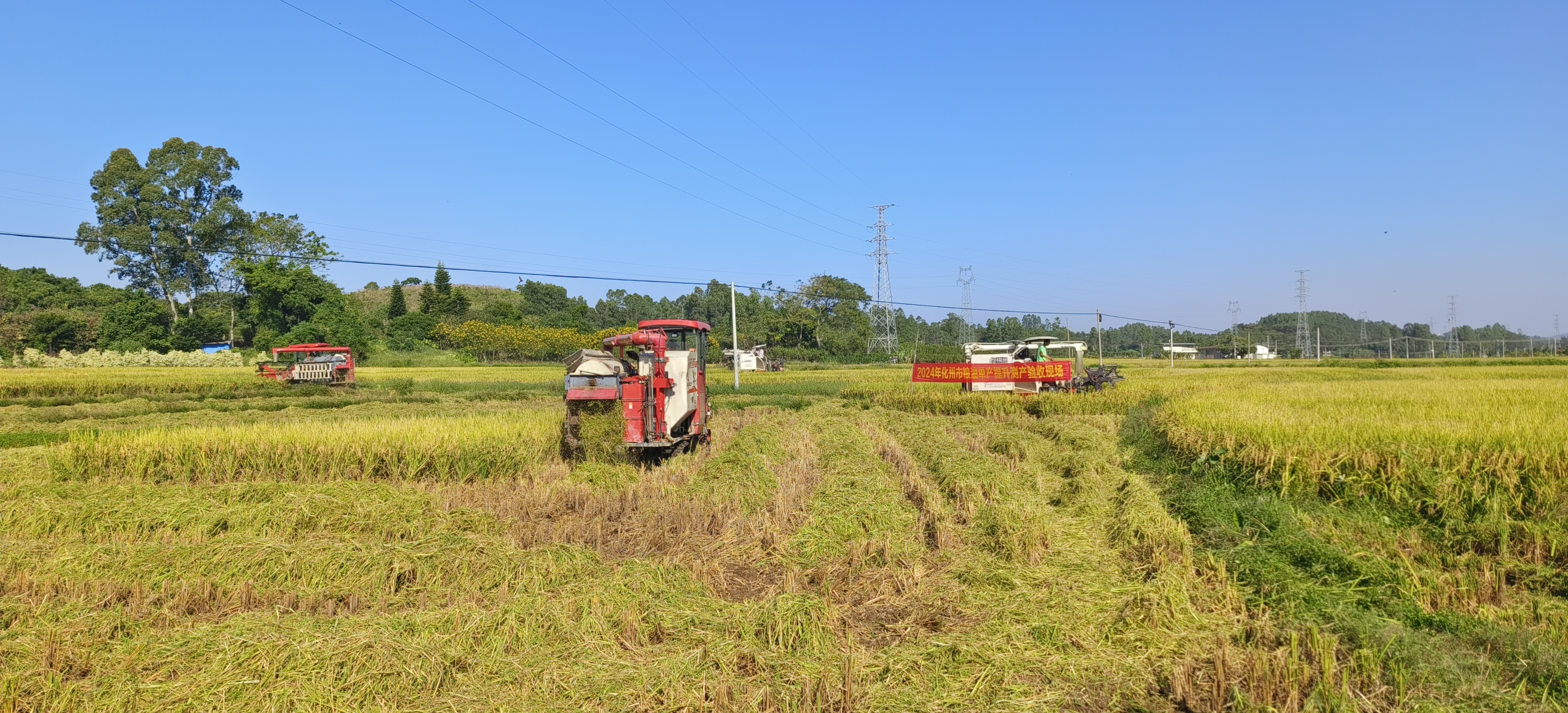 收割机在稻田中收割稻谷。稻即