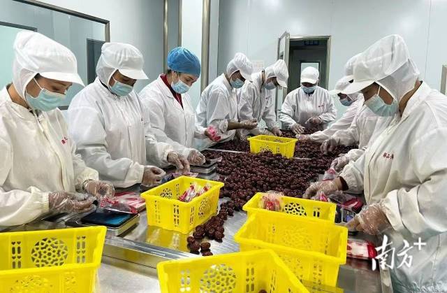 疆品来生产车间工人们正在包装红枣。
