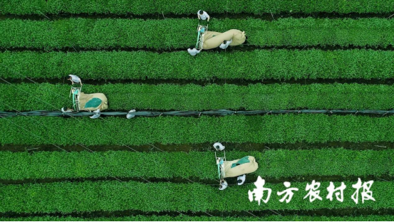 梵净抹茶原料来自生态茶园。