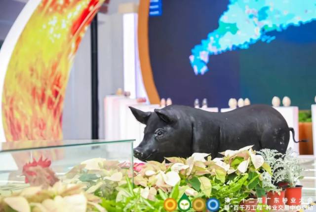 广东黑猪新品种“乡下黑猪”