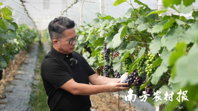 陈国坚在瑶华圃葡萄采摘园观察葡萄长势。 陈国坚在瑶华圃葡萄采摘园观察葡萄长势。