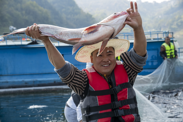 贵州黔中平寨水库，养殖户收获生态养殖鳙鱼