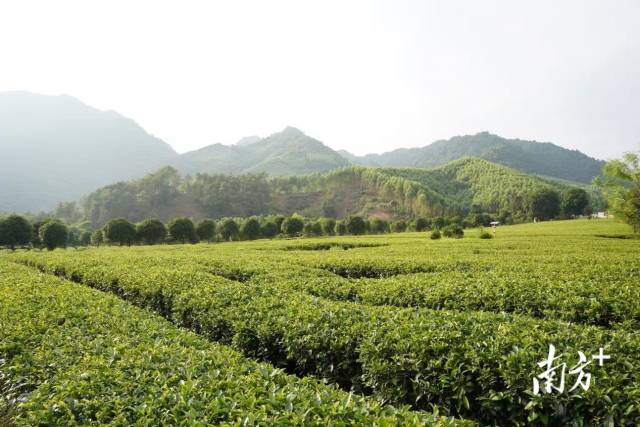 广西六堡茶种植基地。