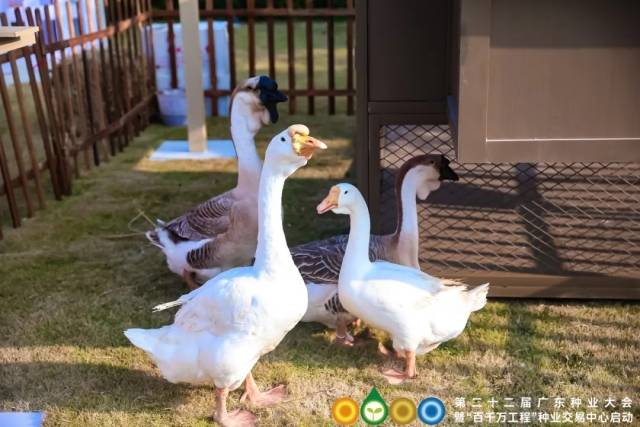 地方畜禽种质资源：阳春白鹅、狮头鹅