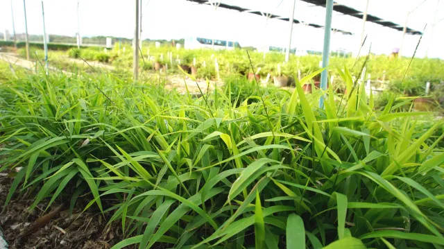 国家野生稻种质圃（广州）