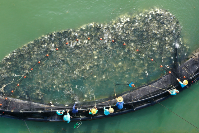 湛江金鲳鱼丰收场景