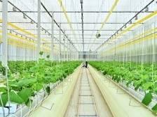 梅州农业基地“云端大脑”种出一日三餐｜奋进百千万 发展到广东