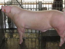 11月29日截止报名！广东广三保邀您参与2024中国种猪精液大赛