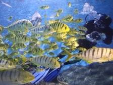 28个现代化海洋牧场攻关品种将首次集体亮相！谁是下一个“潜力股”？ | 水产有种