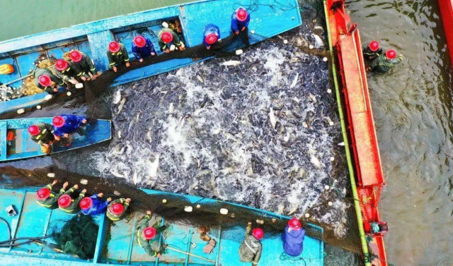 江西赣州崇义县阳明湖是天然大渔场，鳙鱼、鲢鱼、草鱼、鳊鱼、鱤鱼、鲤鱼等产品深受各地消费者喜爱。