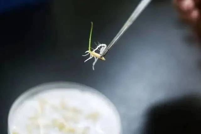 广东水稻种子“旅月”归来后发芽。