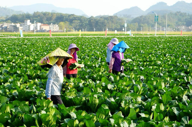 连州菜心是清远市“五大百亿”农业产业之一，也是广东省极具代表性的冬种蔬菜“名品”。