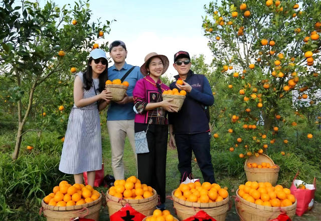 当前，德庆县不少的贡柑果园陆陆续续开始采摘贡柑上市，以新农人助力品牌建设是德庆贡柑的品牌“战法”。