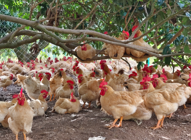 在果园放养的湛江鸡。