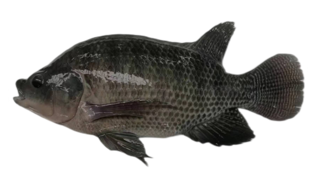 罗非鱼“百容1号”