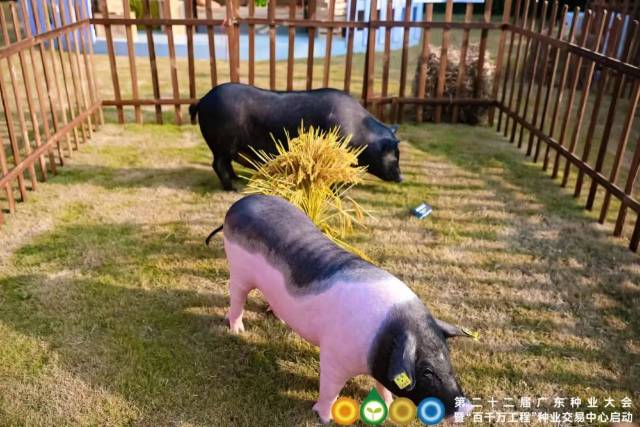 地方畜禽种质资源：广东小耳花猪、粤东黑猪
