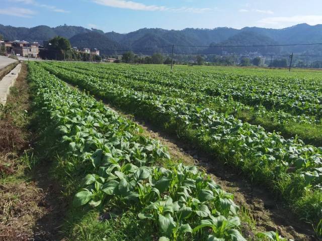 肖霞提到，早熟品种的连州菜心已收割六轮。