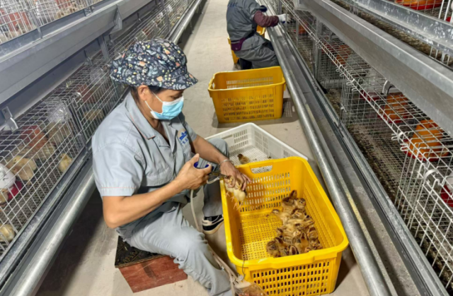 工作人员为湛江鸡幼雏接种疫苗。