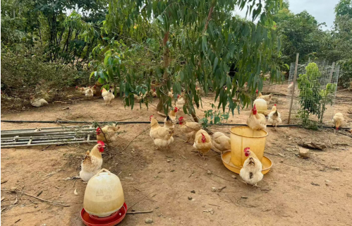 林下养殖的湛江鸡。