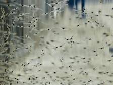 全国领衔！1.3万亿尾广东种苗助力中国渔业高质量发展| 水产有种