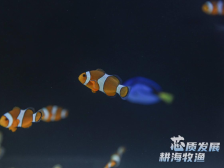 一米长的锦鲤、各式水母、小型观赏鱼……水产种博会令你眼前一“靓”！