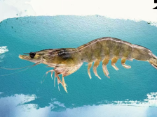 海报 | 有种你就来！水产种业“第一展”，你我种会遇见