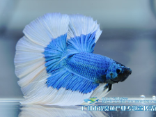 一条鱼身价30万！第五届水产种博会诞生龙鱼王