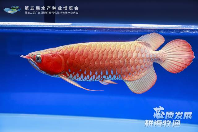 图集|去南沙！这个周末一起到水产种博会看鱼！