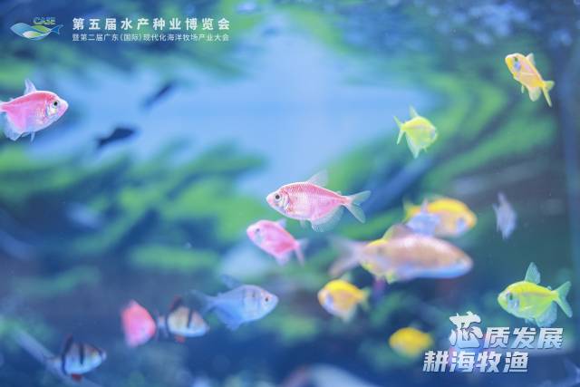 图集|去南沙！这个周末一起到水产种博会看鱼！