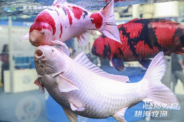 图集|去南沙！这个周末一起到水产种博会看鱼！