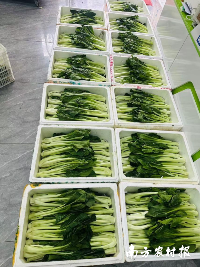 132箱总计5280斤的货省连州菜心于11月23日凌晨发车。 132箱总计5280斤的连州菜心于11月23日凌晨发车。