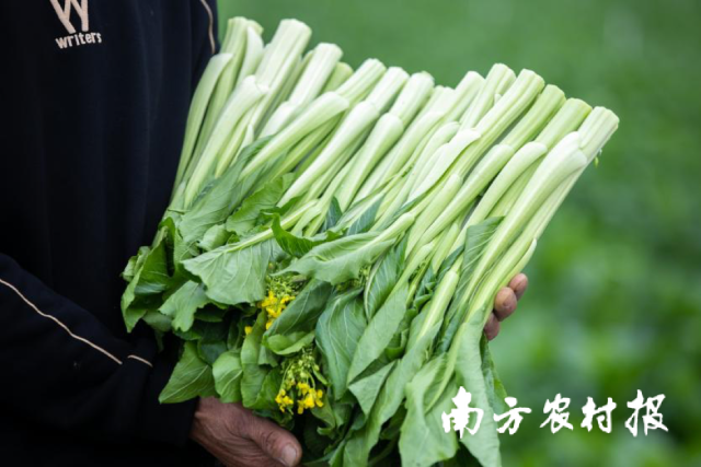 连州菜心