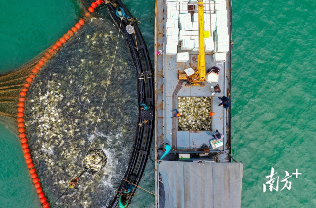 湛江海洋牧场产业扬帆加速