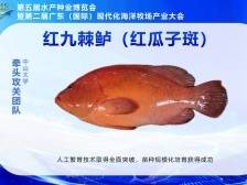 六大品种领衔！广东省现代化海洋牧场适养品种核心技术攻关最新成果发布